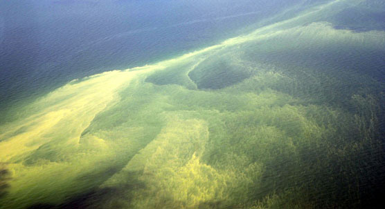 Algae bloom